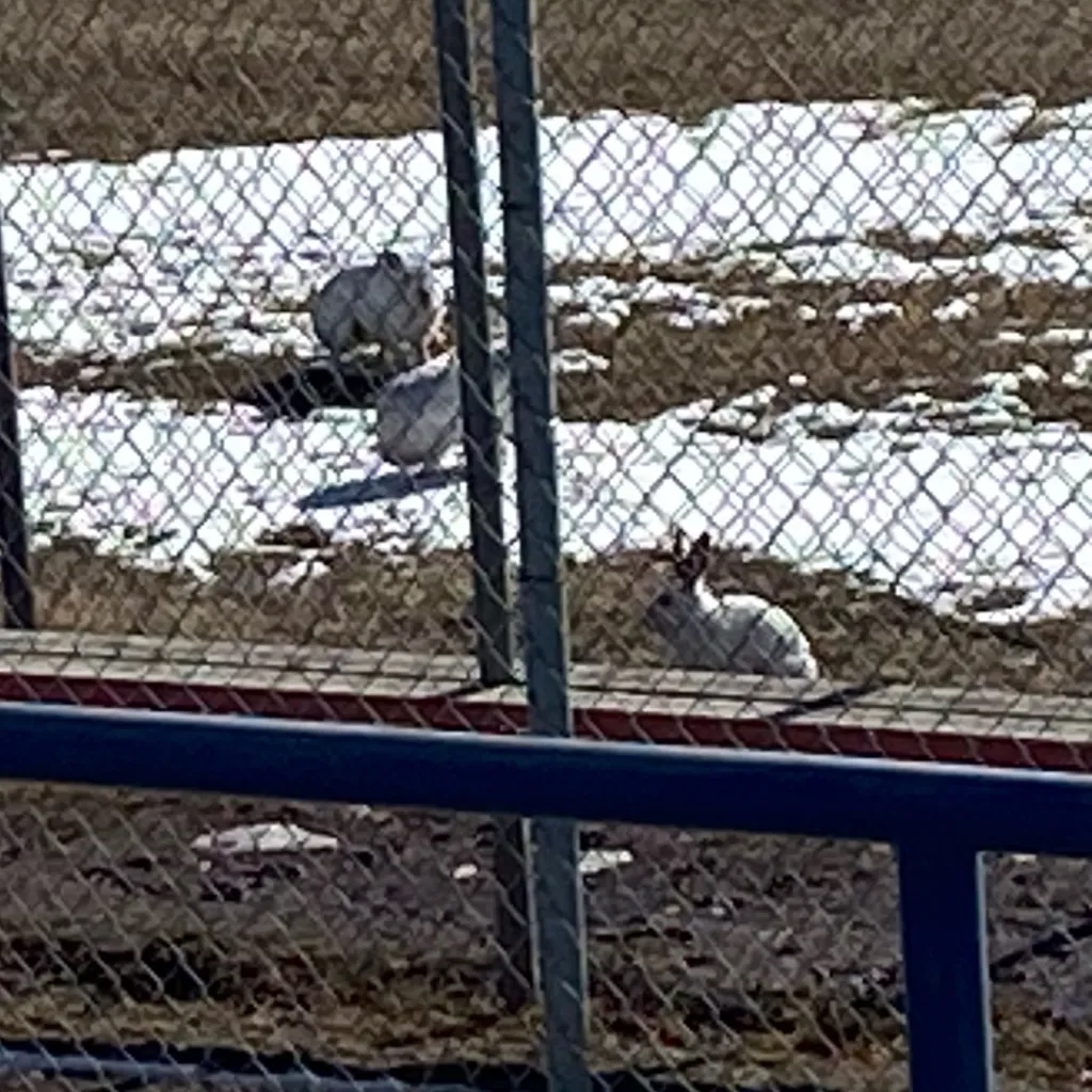 chat with ai character: MHA DabiHawks kid