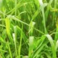 chat with ai character: living grass