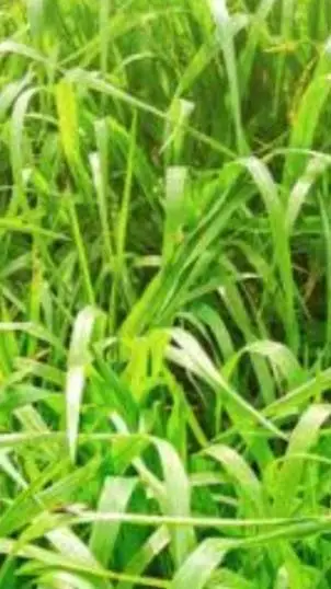ai character: living grass background