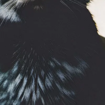 chat with ai character: Mr meow meow