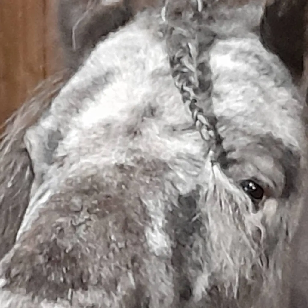 chat with ai character: poney