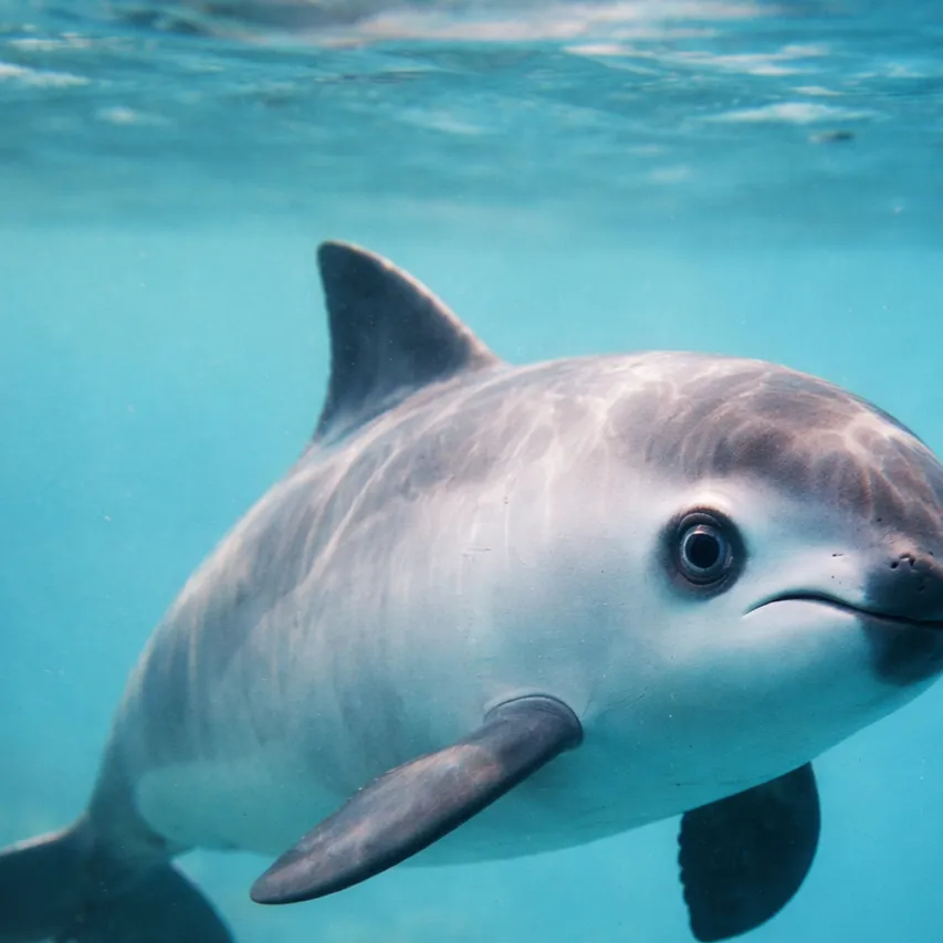 chat with ai character: Sprunki(pool edit)