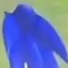 chat with ai character: Sonic the black 