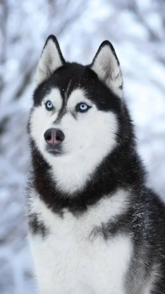 ai character: Husky background
