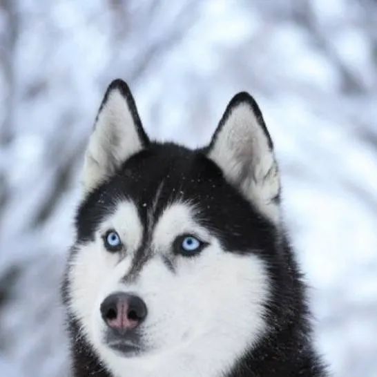 chat with ai character: Husky