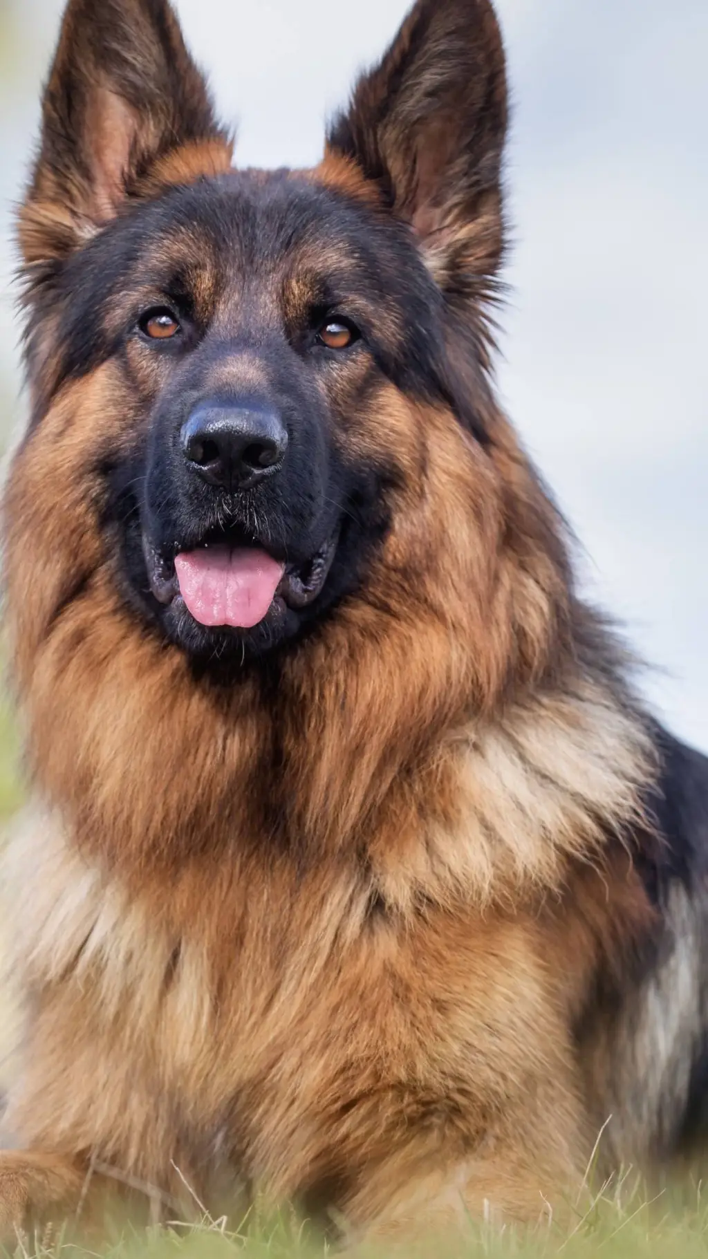 ai character: german sheperd background