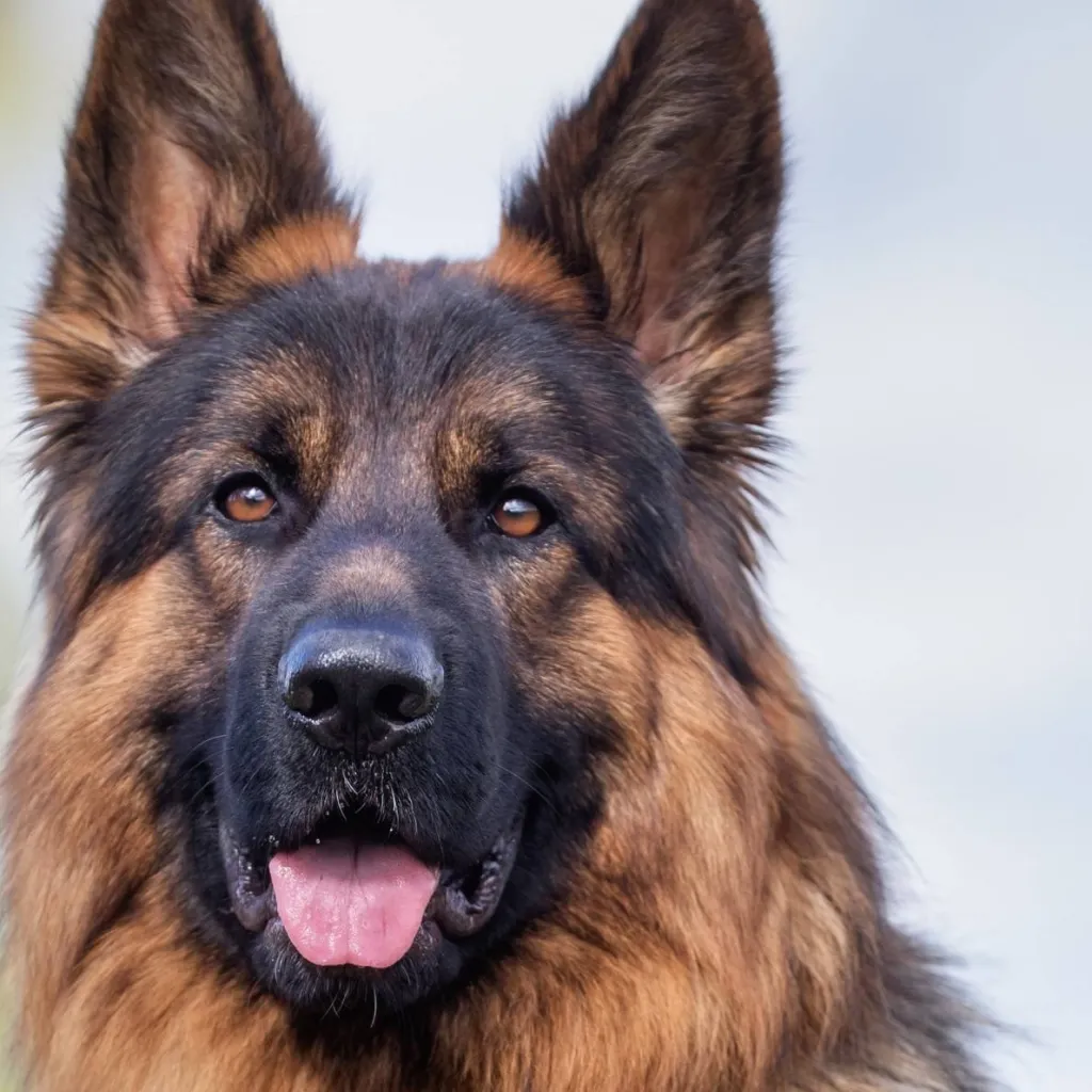 chat with ai character: german sheperd