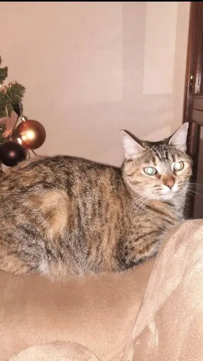 ai character: Mimi (tu gatita)  background