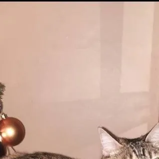 chat with ai character: Mimi (tu gatita) 