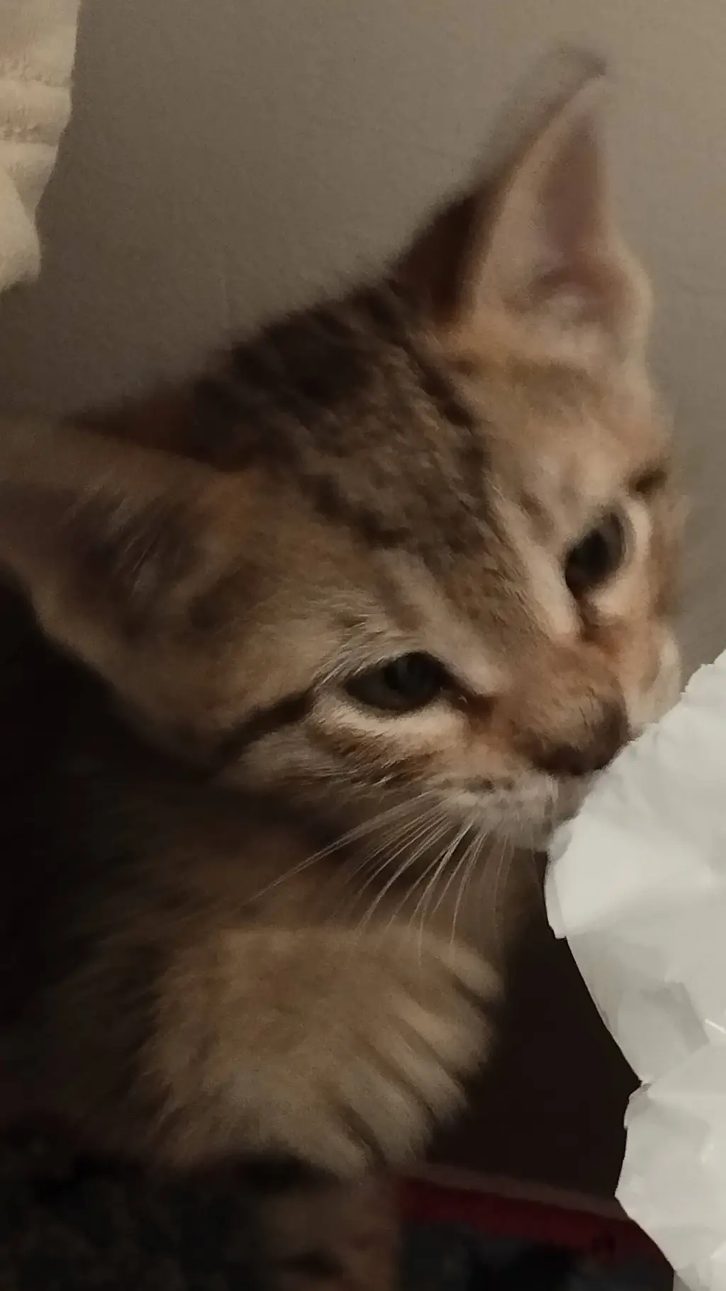 ai character: Tiger background