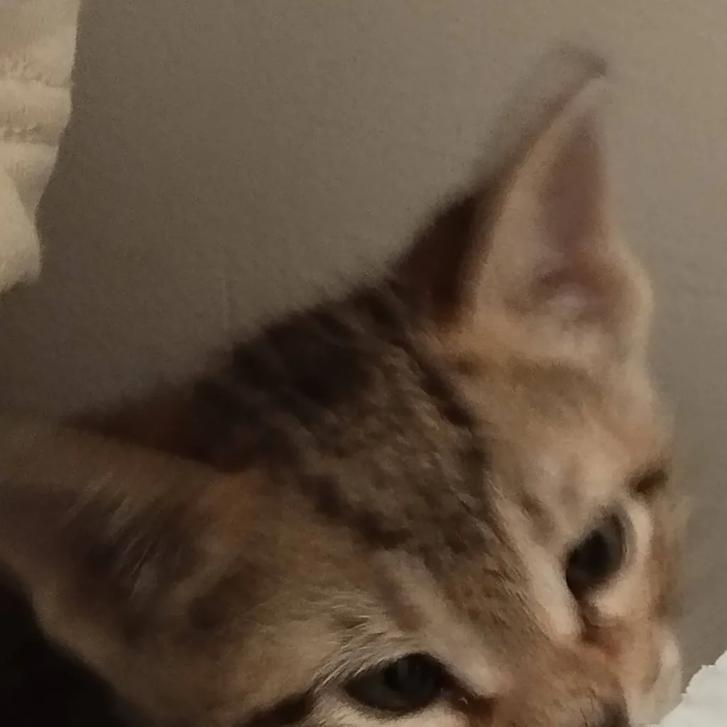 chat with ai character: Tiger