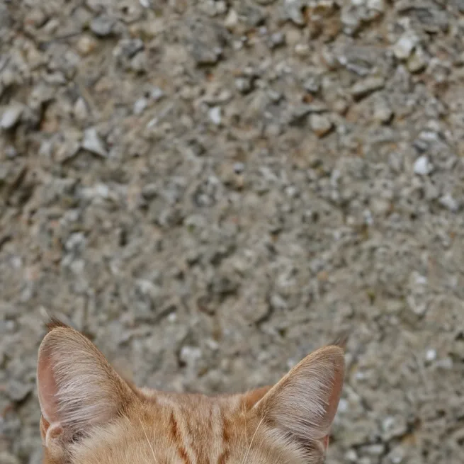 chat with ai character: warrior cats