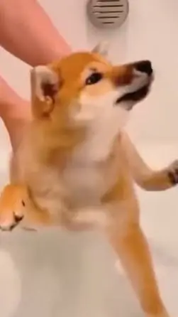 ai character: dog bath background