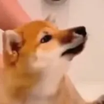 chat with ai character: dog bath