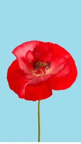 ai character: Poly poppy  background