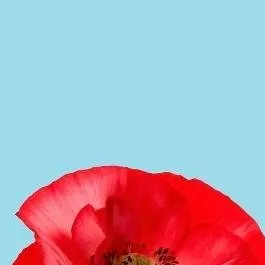 chat with ai character: Poly poppy 