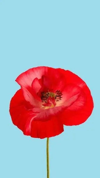 ai character: poppy  background