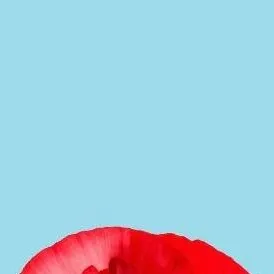 chat with ai character: poppy 