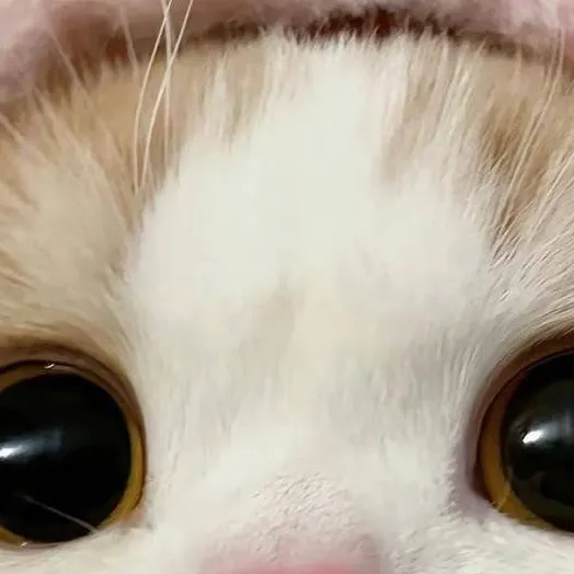 chat with ai character: ilikecatXD