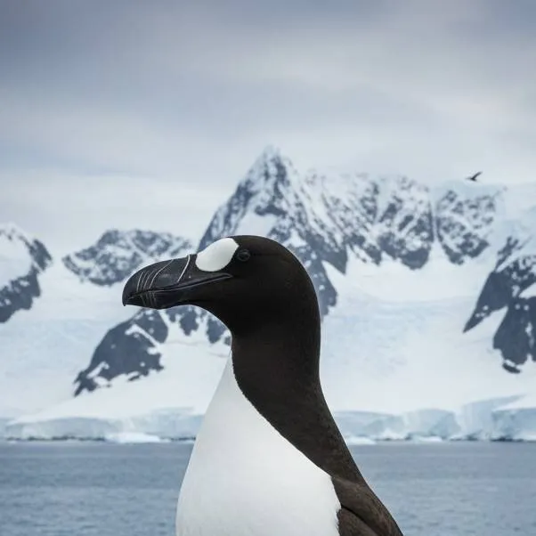 chat with ai character: Great auk