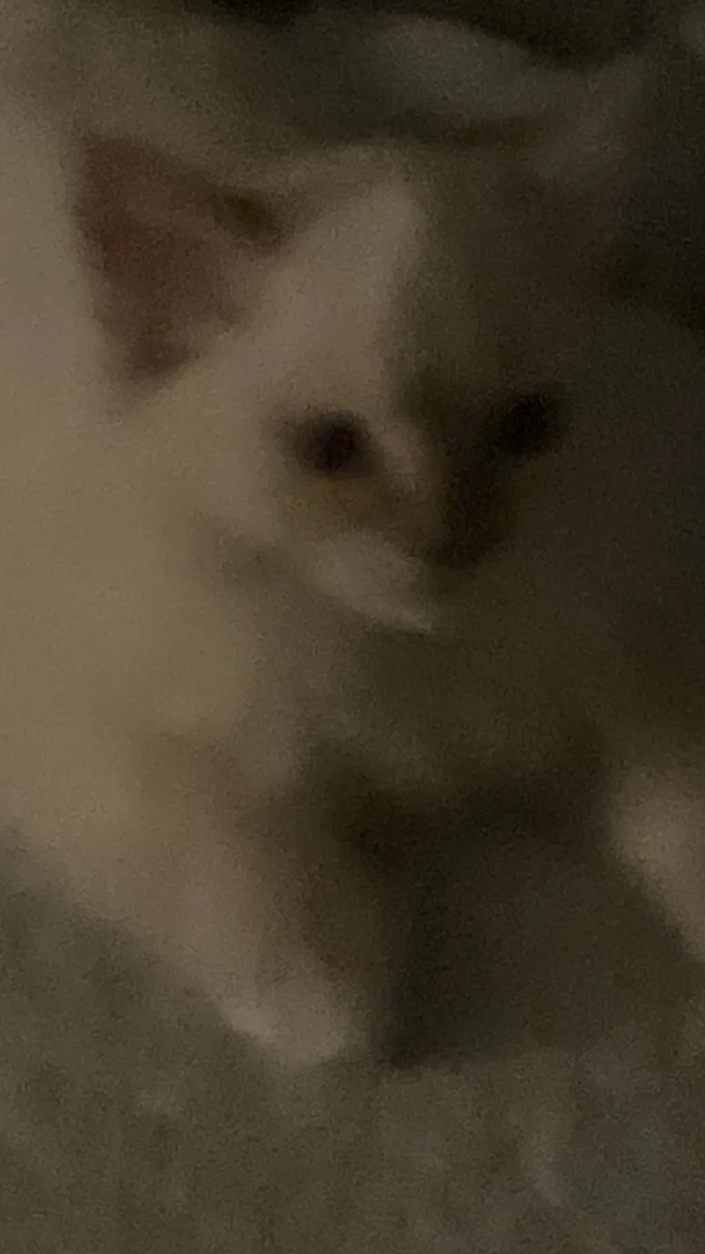 ai character: Caine gets a cat:3 background