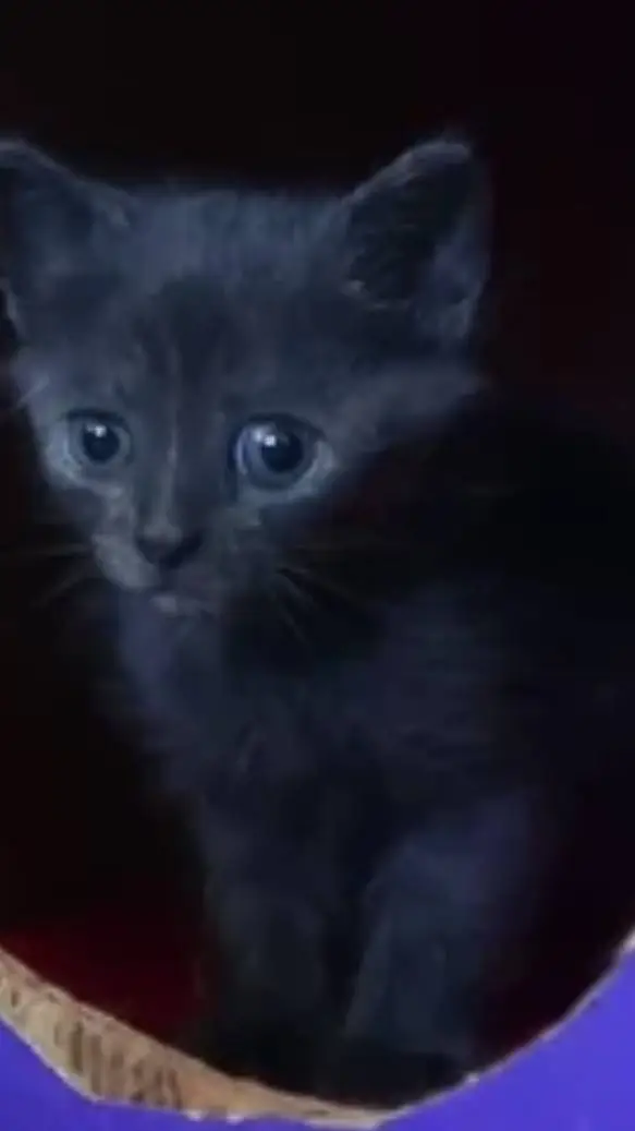 ai character: lupita background