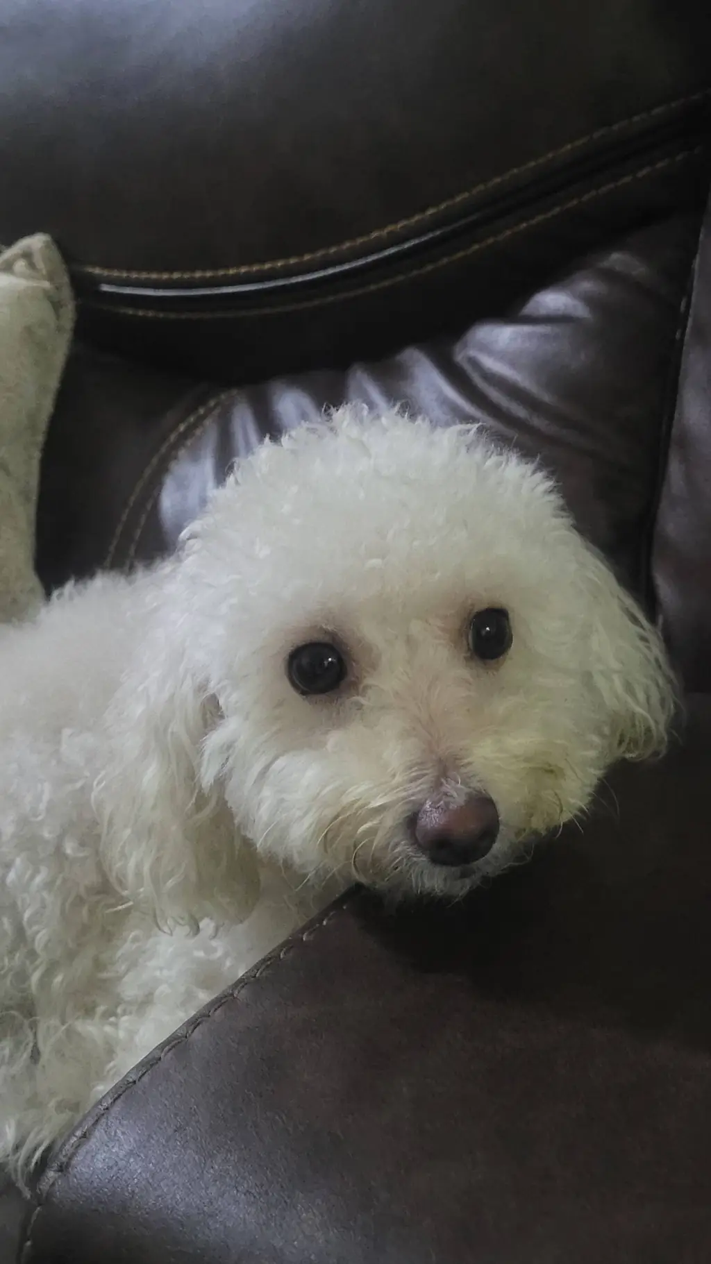 ai character: princesa🐩 background