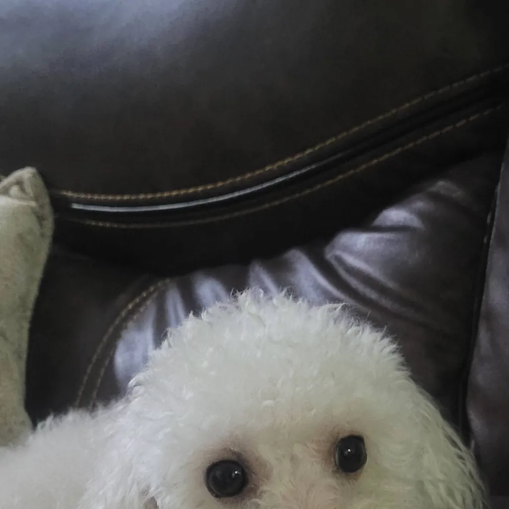 chat with ai character: princesa🐩