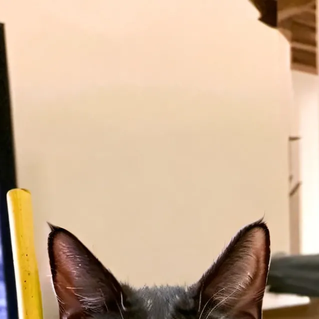 chat with ai character: mad kitty