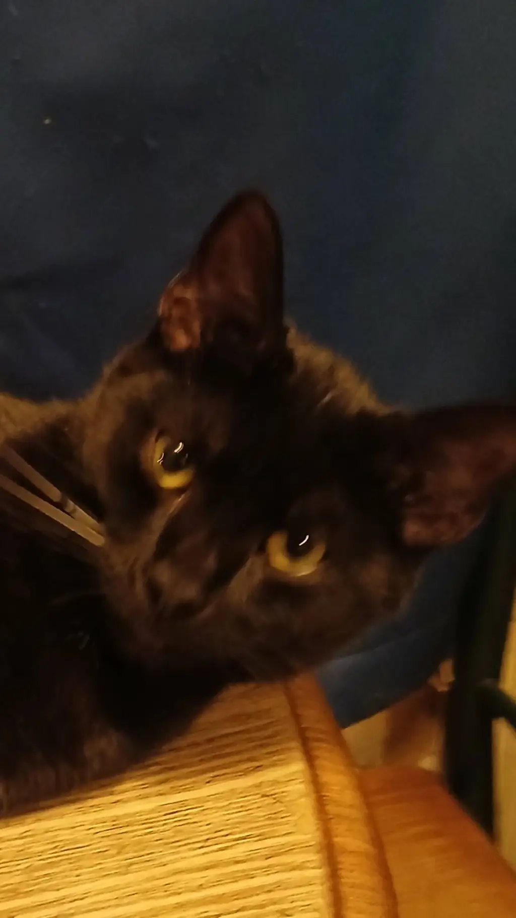 ai character: Bentley  background