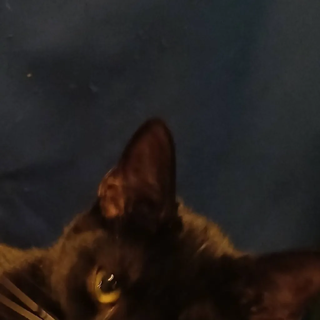 chat with ai character: Bentley 