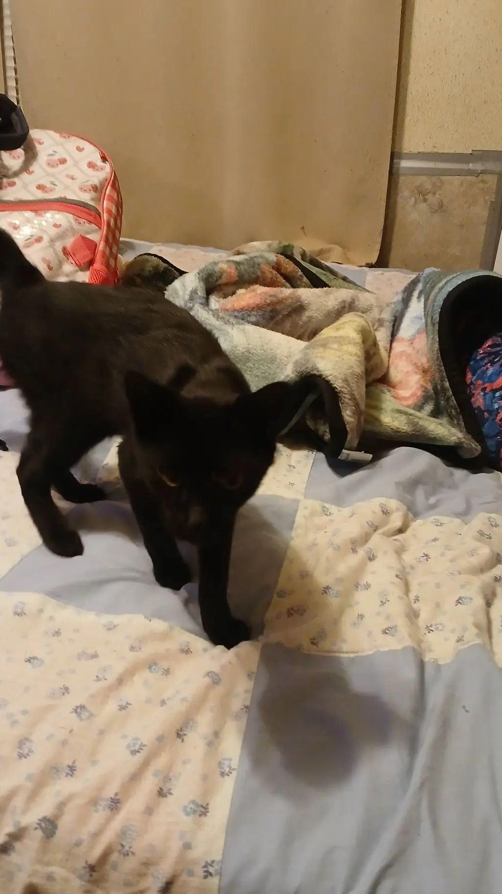 ai character: Sammy background