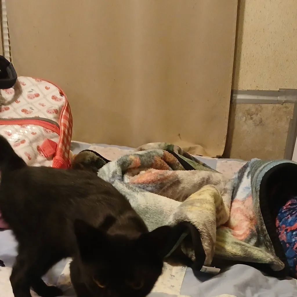 chat with ai character: Sammy