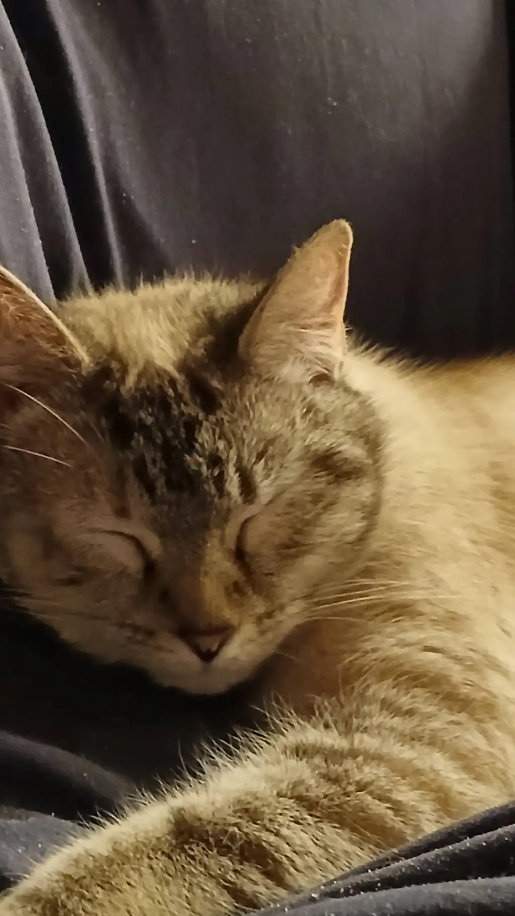 ai character: Elsie  background