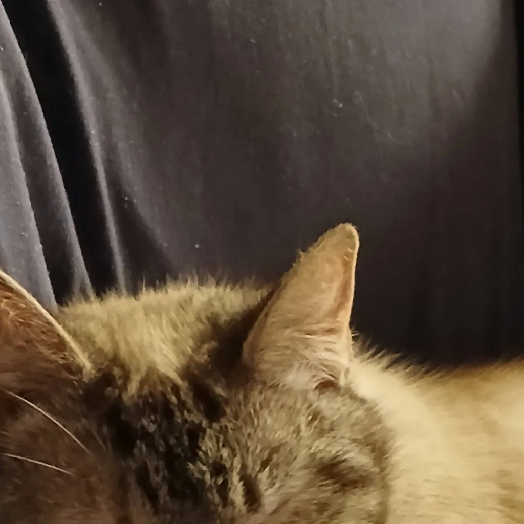 chat with ai character: Elsie 