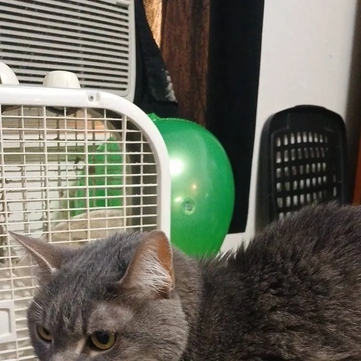 chat with ai character: Smokie