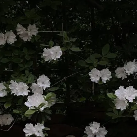 chat with ai character: Daniel Corazon