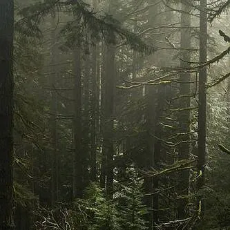 chat with ai character: The Lorax