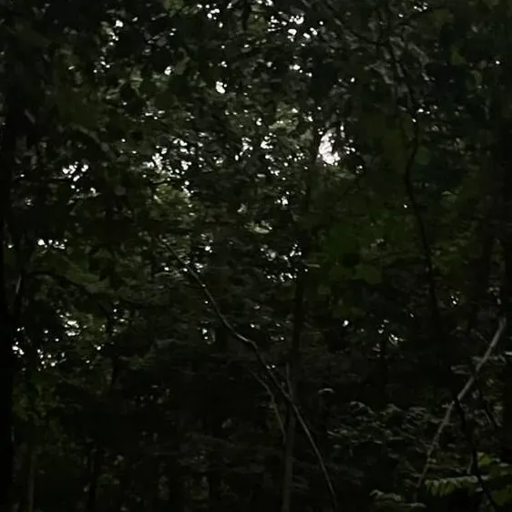 chat with ai character: Joseph-solitaire 