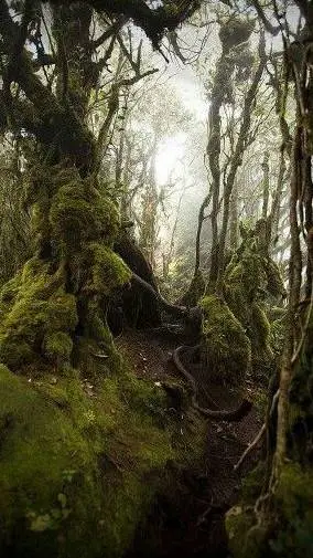 ai character: Elder Mossheart background