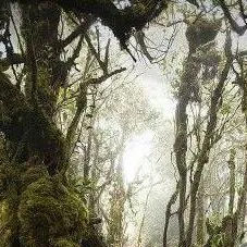 chat with ai character: Elder Mossheart