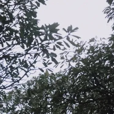 chat with ai character: Dracula