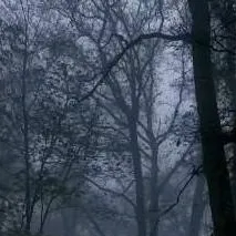 chat with ai character: Dark Forest 