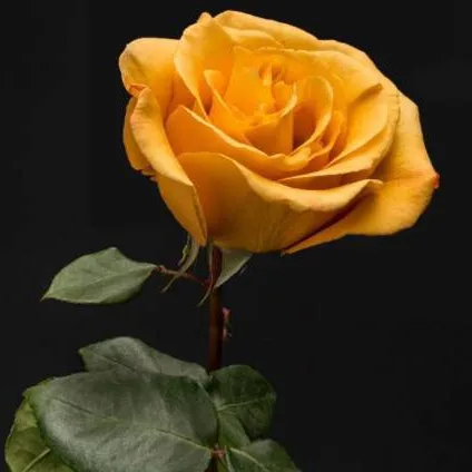chat with ai character: Yellow Flower 