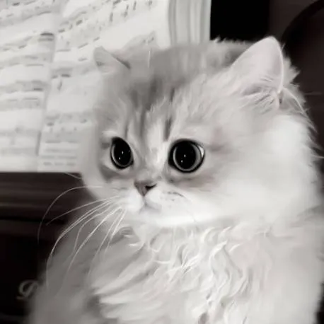 chat with ai character: Gatito