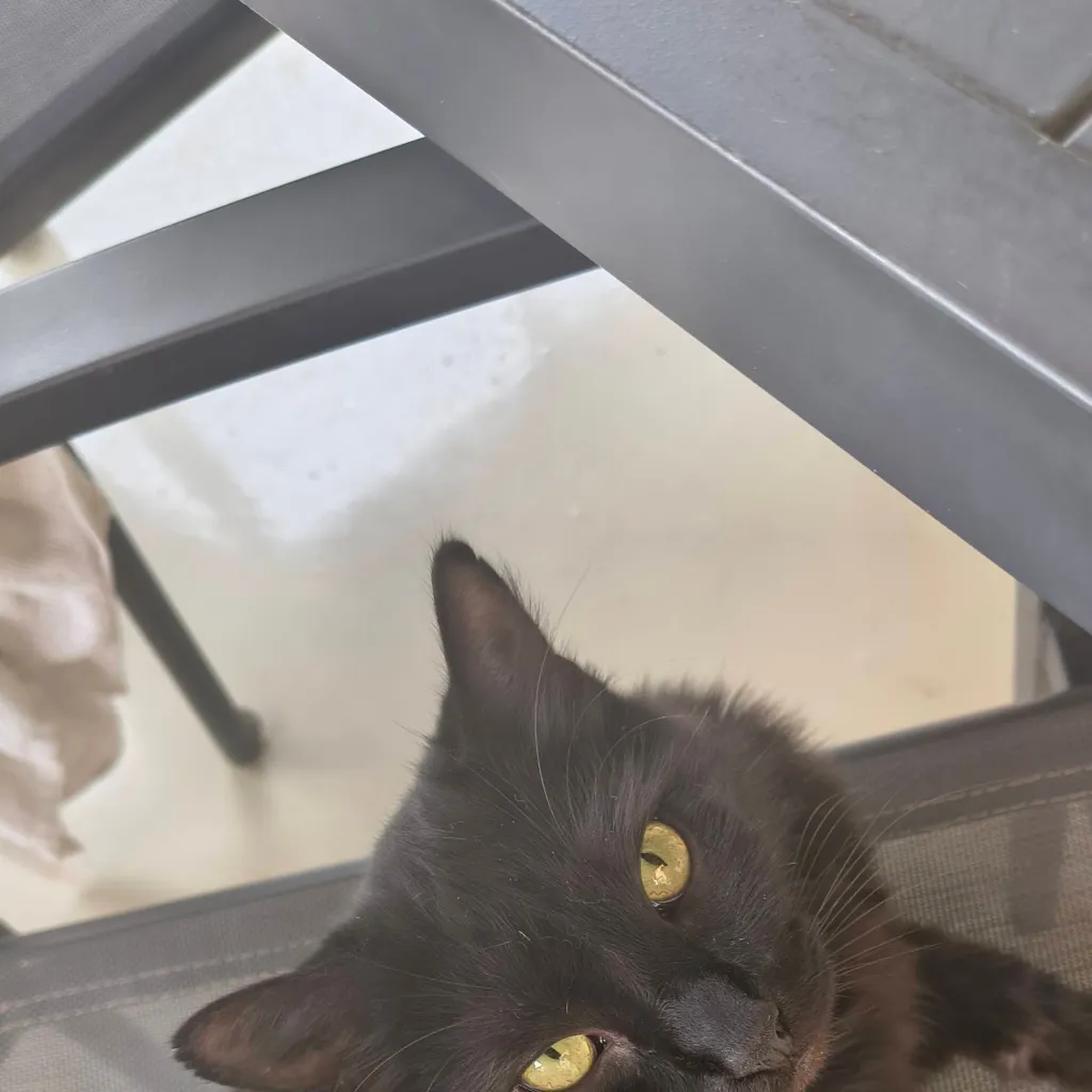 chat with ai character: mon chat 🐱