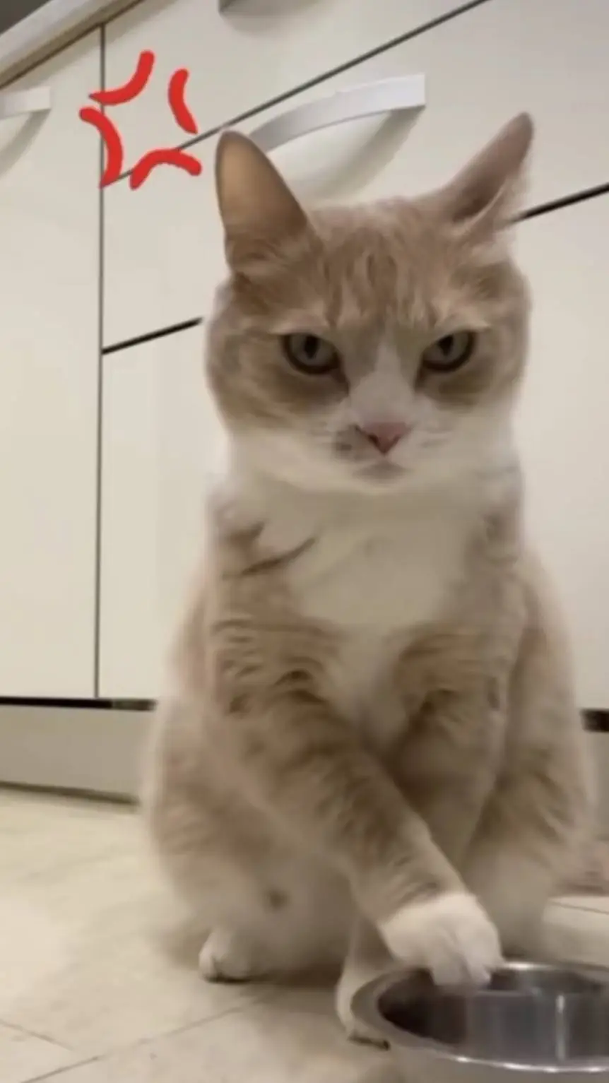 ai character: Angry Cat background