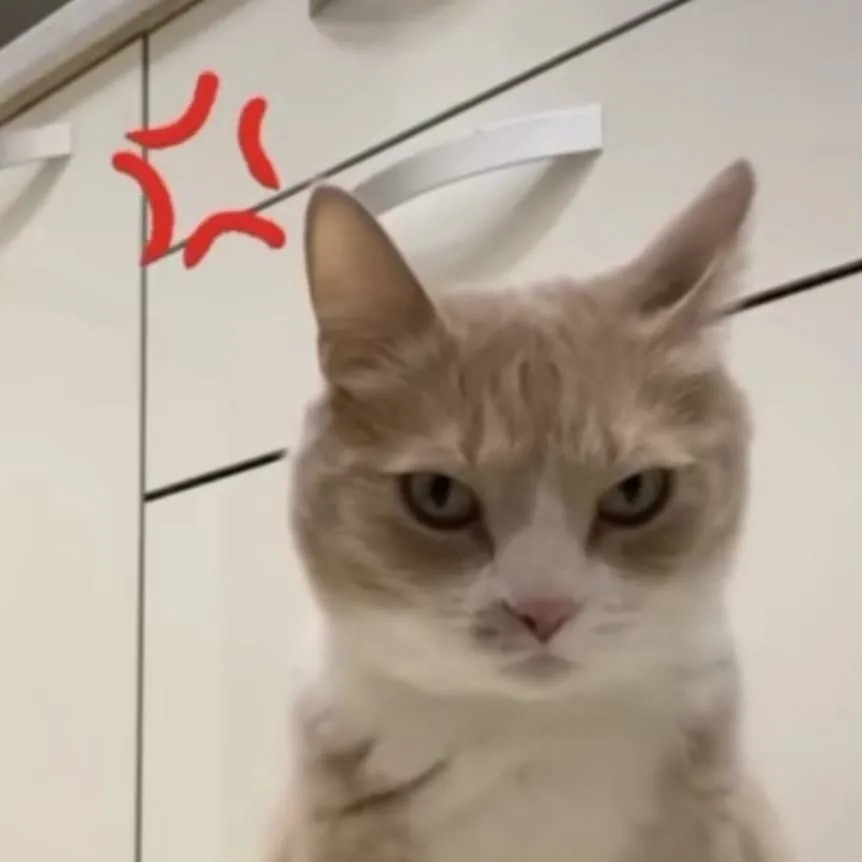 chat with ai character: Angry Cat