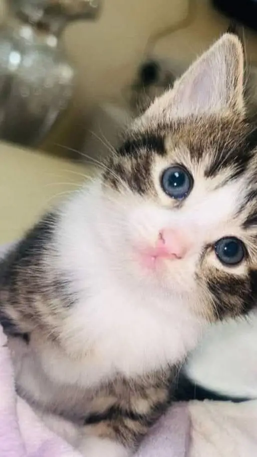 Talkie AI - Chat with kitty