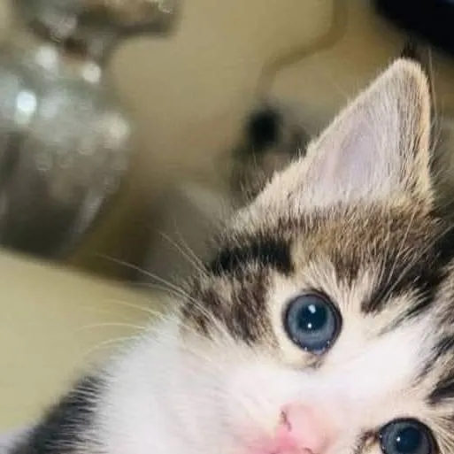 chat with ai character: kitty